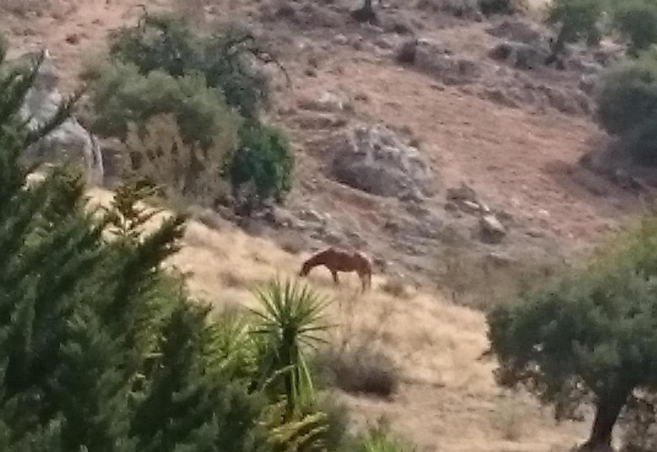 Finca Santa Matilde Màlaga Exteriér fotografie